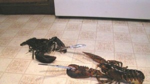 Создать мем: knife fight, где мой краб и скорпион драка, lobster