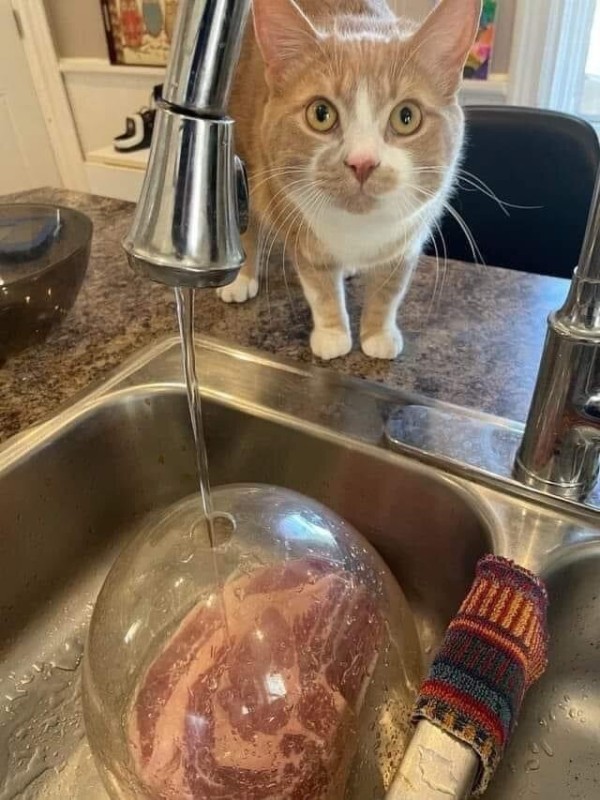 Create meme: cat drinks water, the cat in the sink , my cat
