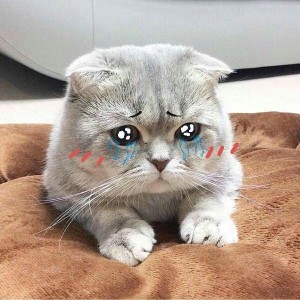 Create meme: the cat is crying, sad cat