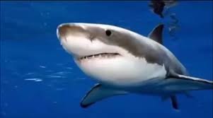 Создать мем: акула, акулы мако, большая белая акула