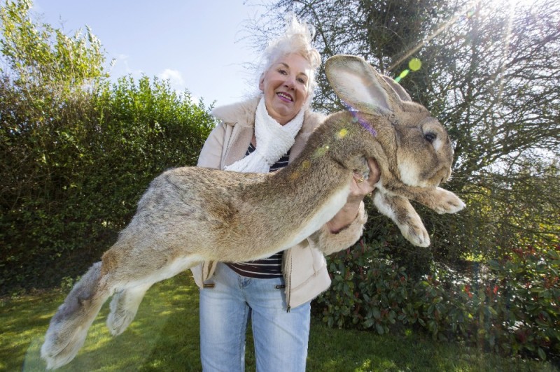 Create meme: Darius is the biggest rabbit in the world, The giant rabbit, the biggest rabbits in the world