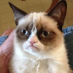 Create meme: cat funny, gloomy cat, grumpy cat