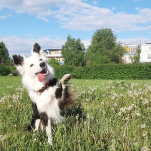 Create meme: the Yakutian Laika, photos running border collie, border collie and husky