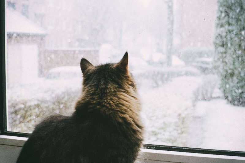 Create meme: And it's raining and snowing outside the window, the cat on the window, The cat on the window is winter