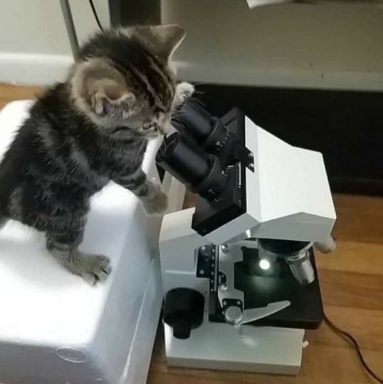 Create meme: olympus cx31 microscope, olympus ch30 microscope, Olympus BH2 microscope