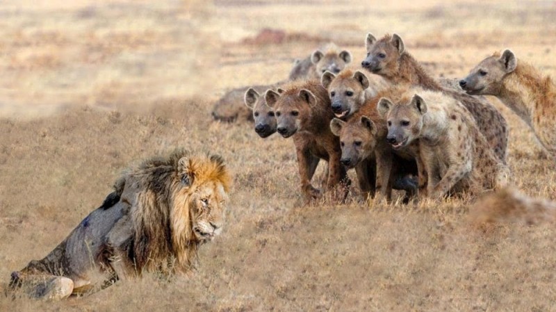 Create meme: hyenas, lion vs hyenas, female hyena