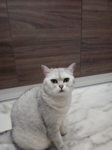 Create meme: Burmilla Shorthair, British chinchilla cat eye, British Shorthair white