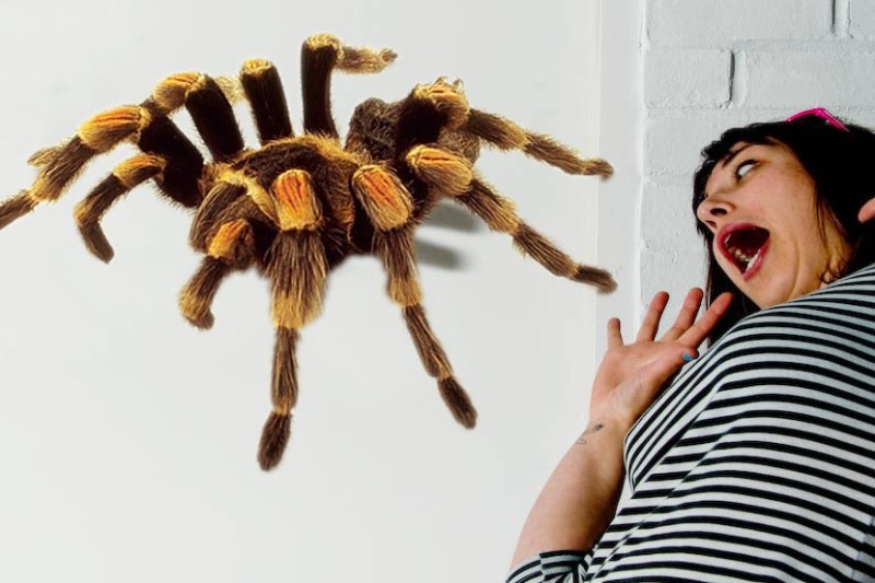 Create meme: tarantula, tarantula spiders, bird-eating spiders