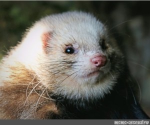 Create meme: decorative ferret fretka, decorative ferret, ferret whiskers