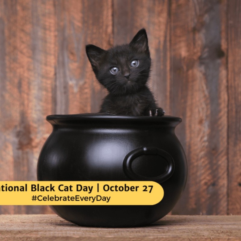 Создать мем: хэллоуин, black cat appreciation day, black cat day