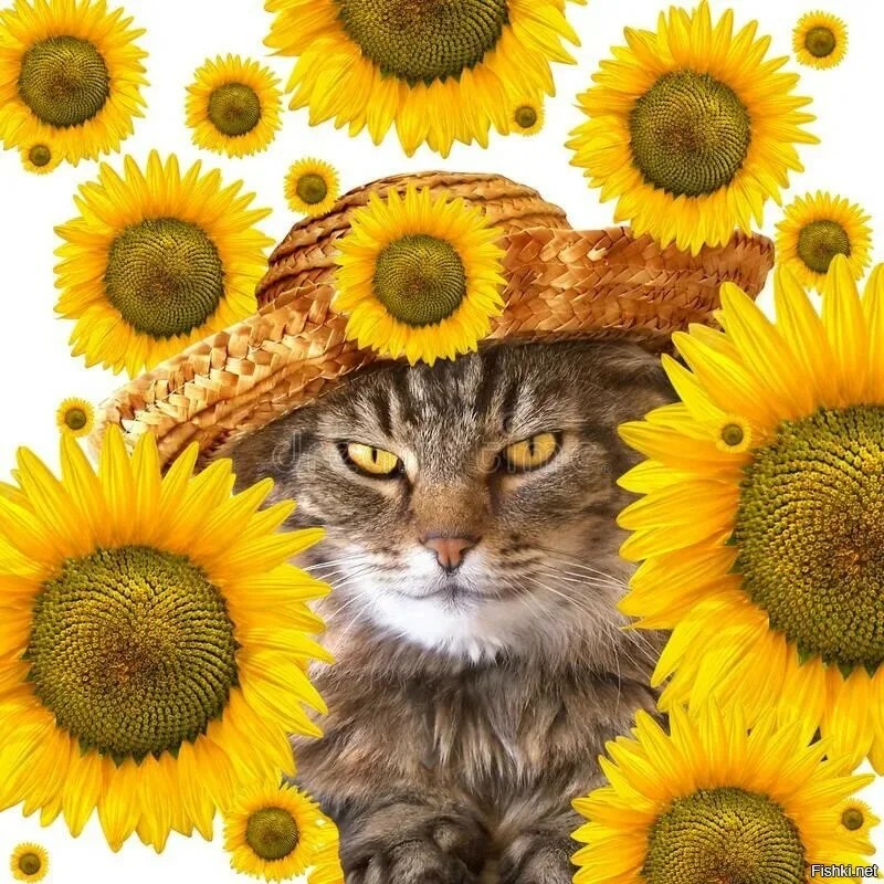 Create meme: the sunflower cat, cat in flowers, in sunflowers