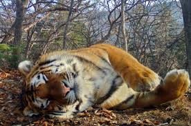 Создать мем: бенгальский тигр шерхан, национальный парк земля леопарда амурский тигр, тигр