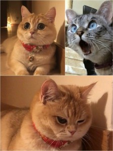 Create meme: a cat in shock