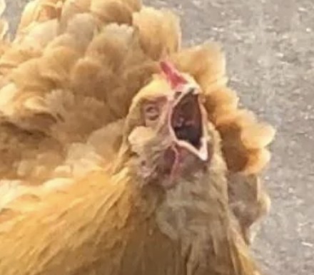 Создать мем: курица голубь, chicken, пушистая курица