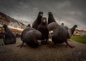 Создать мем: животные, pigeon meme, птица голубь