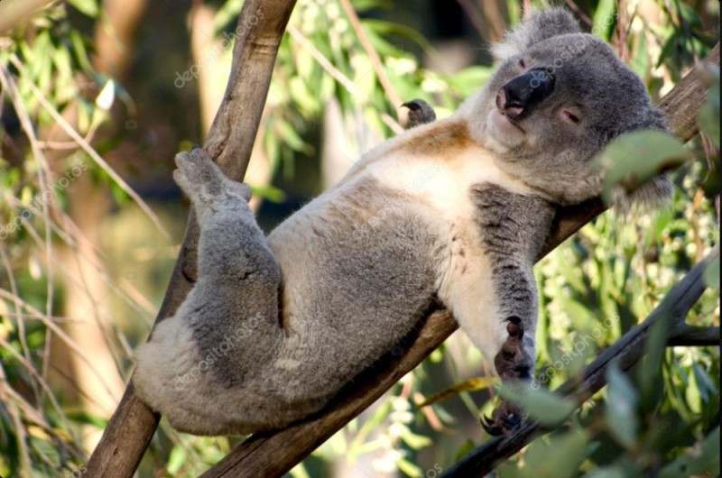 Create meme: animals Australia Koala, Koala animal, Koala bear