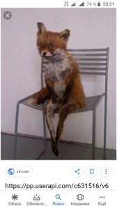 Create meme: uprt Fox, stoned Fox meme, a stuffed Fox meme