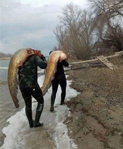 Создать мем: рыбалка на реке, сом рыба, рыбалка в россии