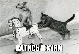 Create meme: cat, cat and dog meme, scram cat