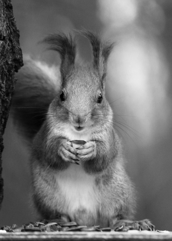 Create meme: red squirrel, protein , the squirrel is black and white