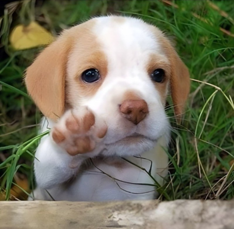 Create meme: Beagle puppy, Beagle dog, beagle puppy