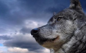 Create meme: beautiful wolf, lone wolf, wolf