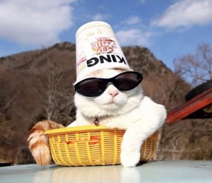 Создать мем: котик на отдыхе, смешные коты, коты крутые