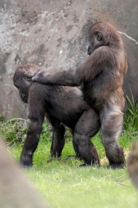 Create meme: the gorilla penis photos, animal photos for kids gorilla, a female gorilla pictures