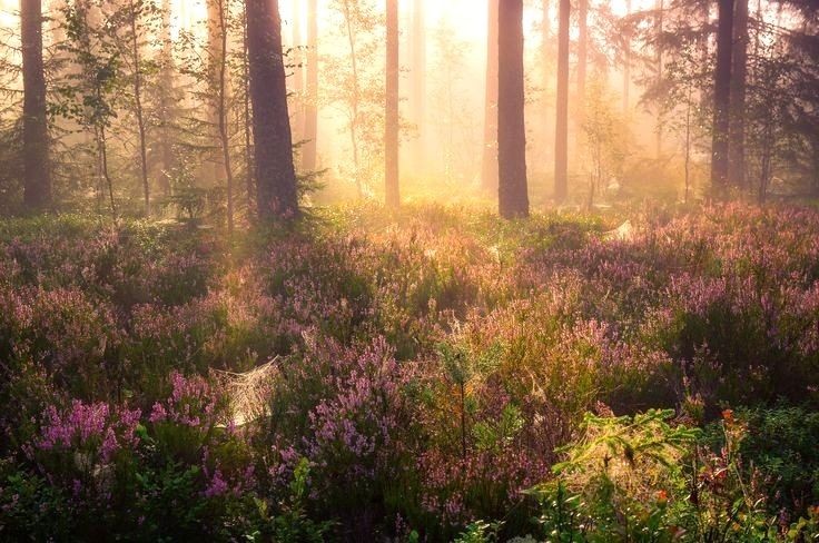 Create meme: common heather in a pine forest, heather in the forest, morning in the forest