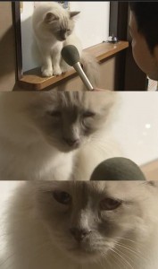 Create meme: then meme, cat, cat