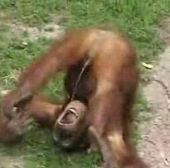 Создать мем: насилие у обезьян, приколы с обезьянами, орангутан атакует