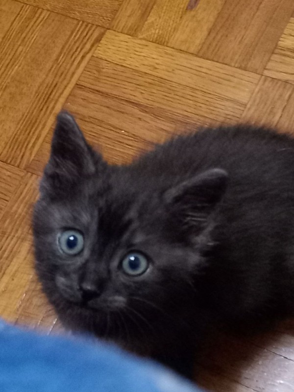 Create meme: black kitten , black smoky kitten, kitten 1.5 months