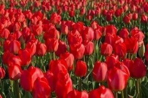 Create meme: the Tulip bulb, the Tulip festival, Tulip