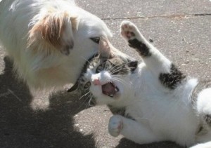 Создать мем: Яцаяа, кошка, most vicious dog attacks on cats and kittens