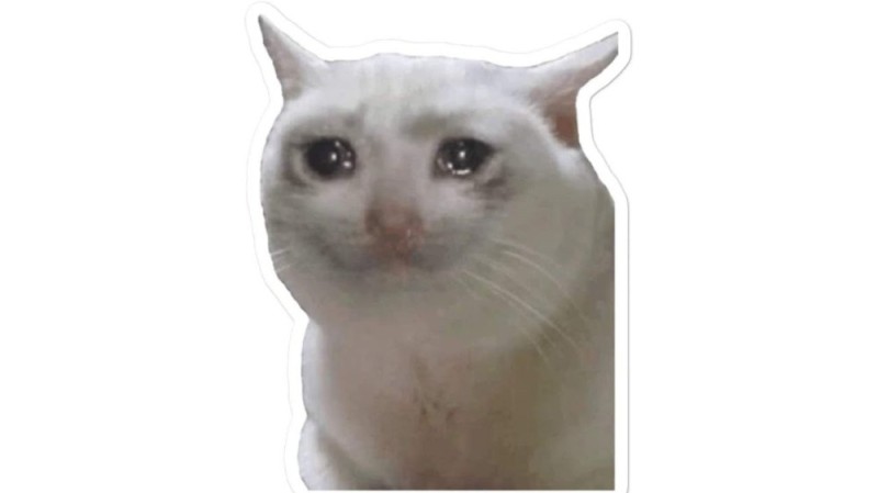 Create meme: crying cat, the cat is crying meme, crying cat meme