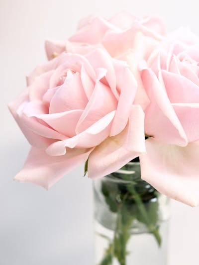 Create meme: flowers , a delicate flower, light pink rose