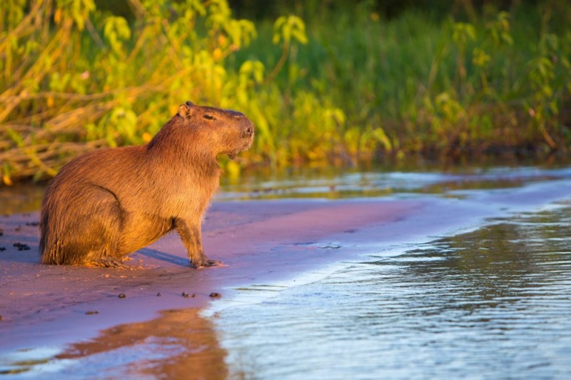 Create meme: capybara on the river bank, rodent capybara, capybara amazon water pig