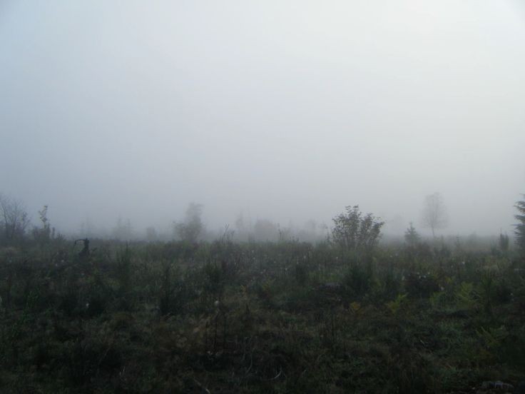 Create meme: fog field, nature , dawn-dusk