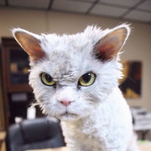 Create meme: evil cat, very angry cat, evil cat
