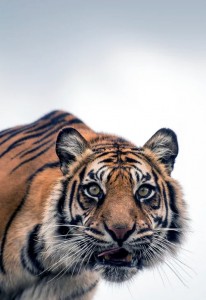 Создать мем: тигр суматранский морда, животные тигр, тигр самка