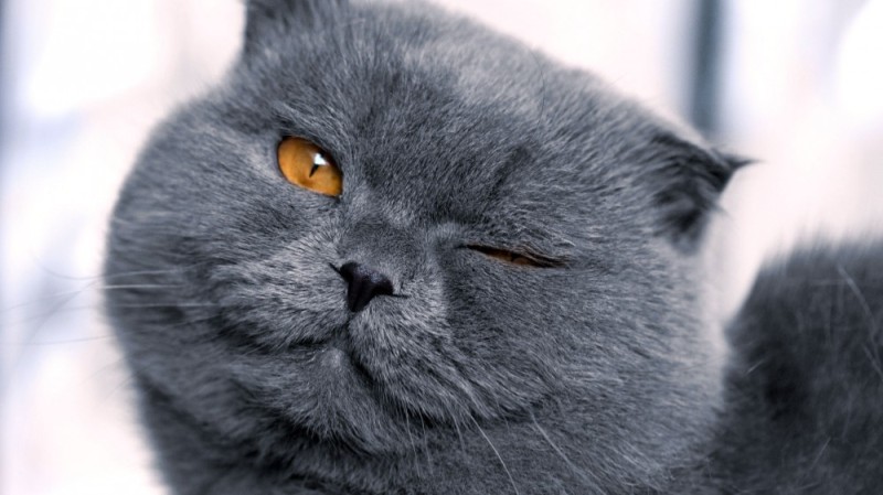 Create meme: cat , cat British, grey briton