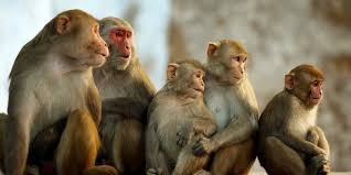 Create meme: monkey , four monkeys, the monkey family