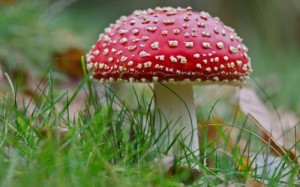 Create meme: mushrooms, mushroom, The fly agaric