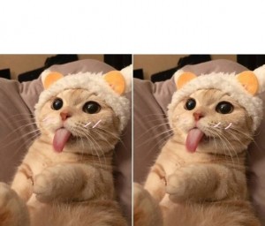 Create meme: emotional cat, meme of cute cat, cat funny