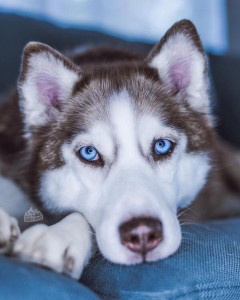 Create meme: husky puppies, husky, dog husky