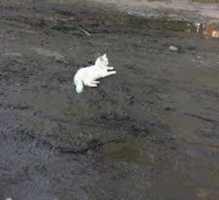 Создать мем: белая кошка, белый кот, белая кошка в грязи