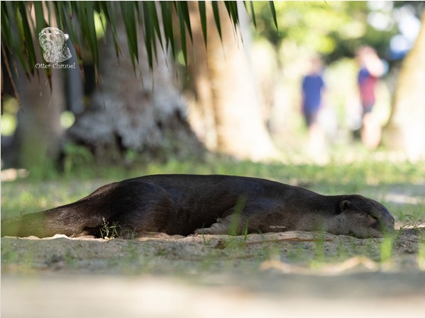 Create meme: the giant otter, amazon's giant otter, giant amazon otter