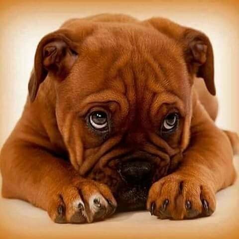 Create meme: breed boxer dog, boxer breed, dog 