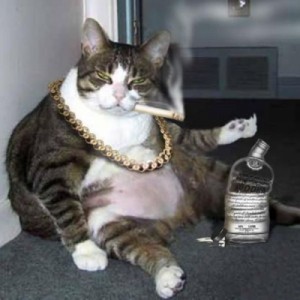 Create meme: cool, the cat who, fat animals