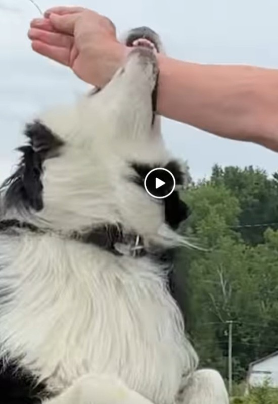 Create meme: collie border, Samoyed husky Shepherd, The dog is howling